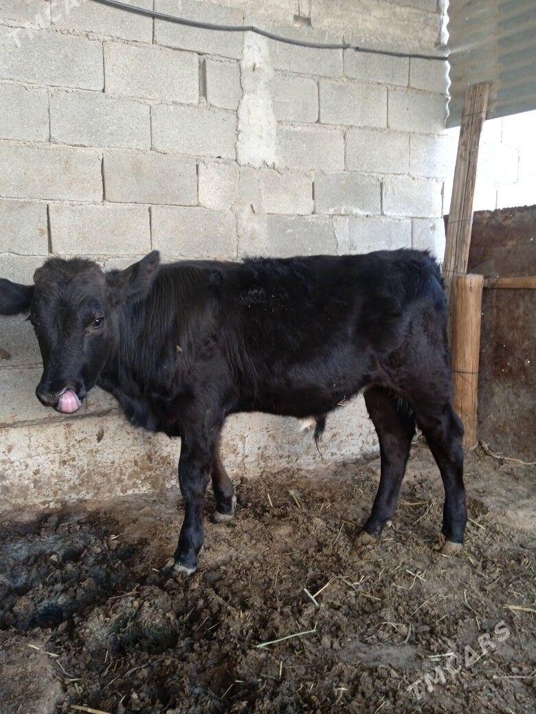 okiz - Änew - img 3