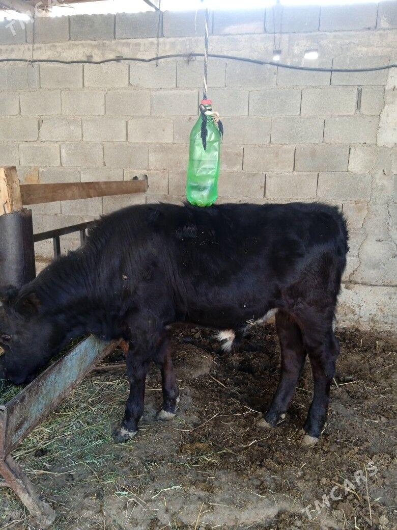 okiz - Änew - img 5