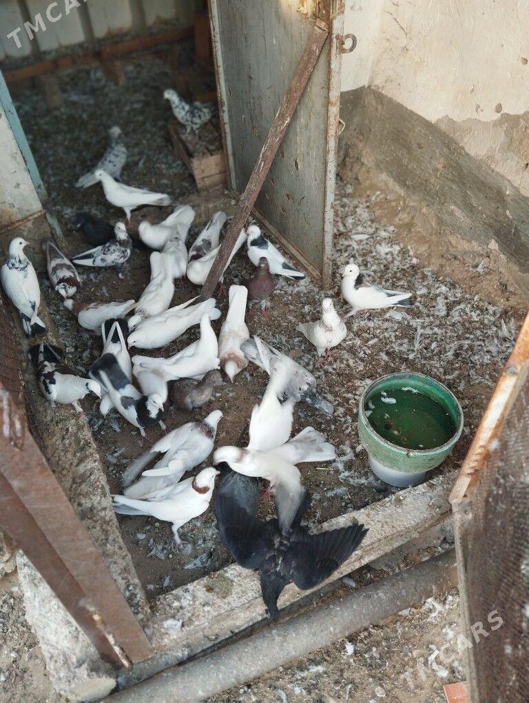 kepderi - Balkanabat - img 2