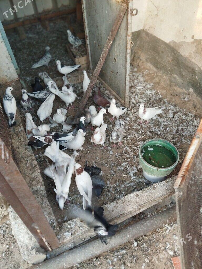 kepderi - Balkanabat - img 1