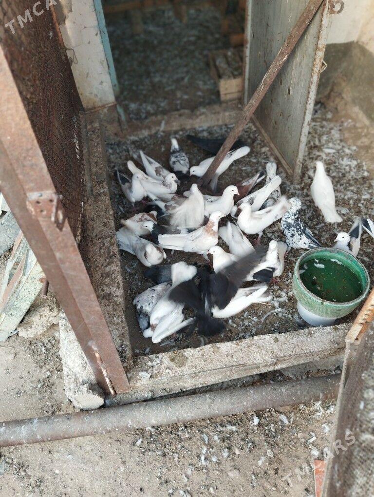 kepderi - Balkanabat - img 3