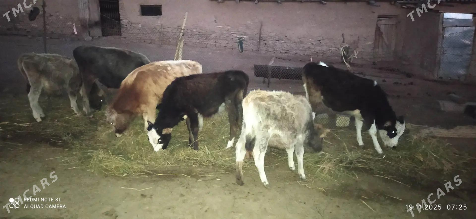 okuzce - Бахарден - img 3