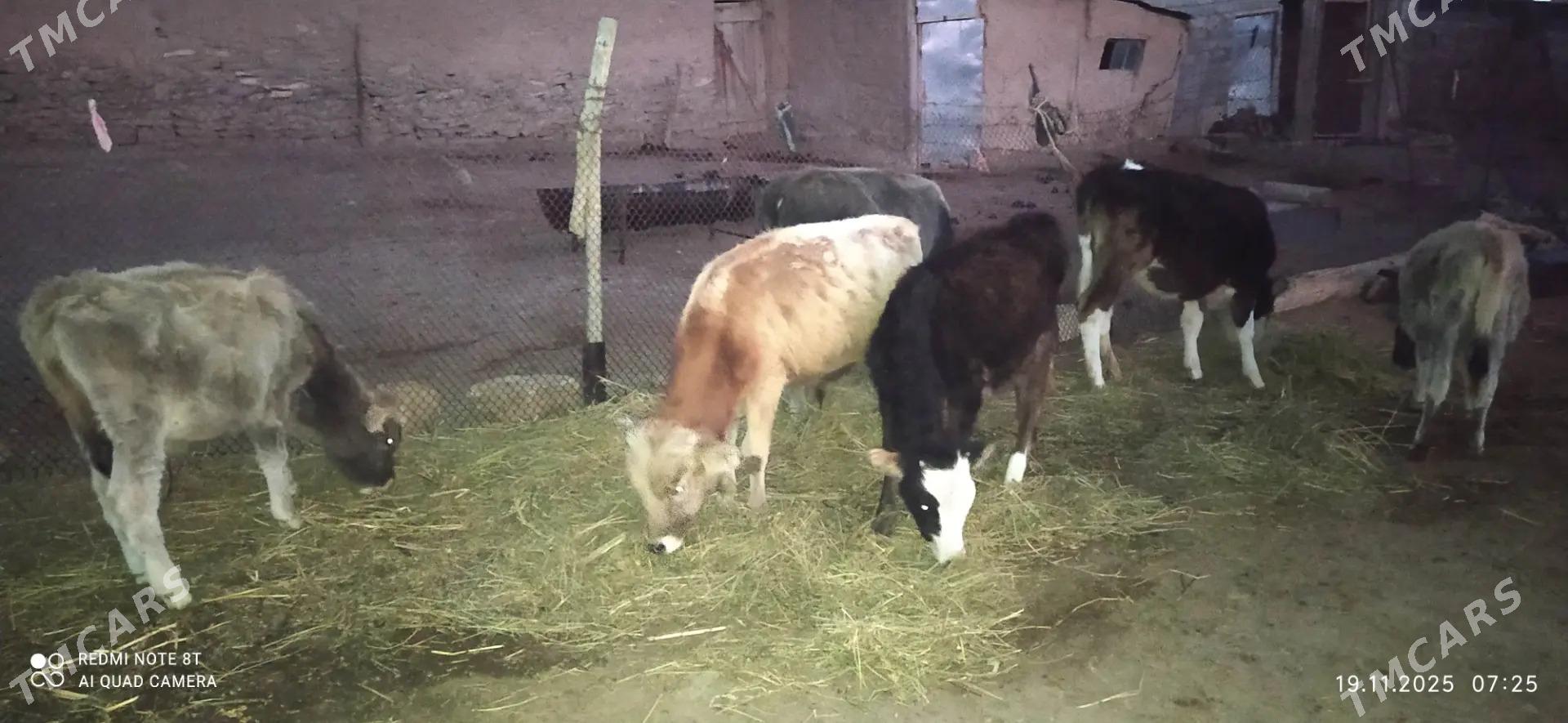 okuzce - Бахарден - img 2