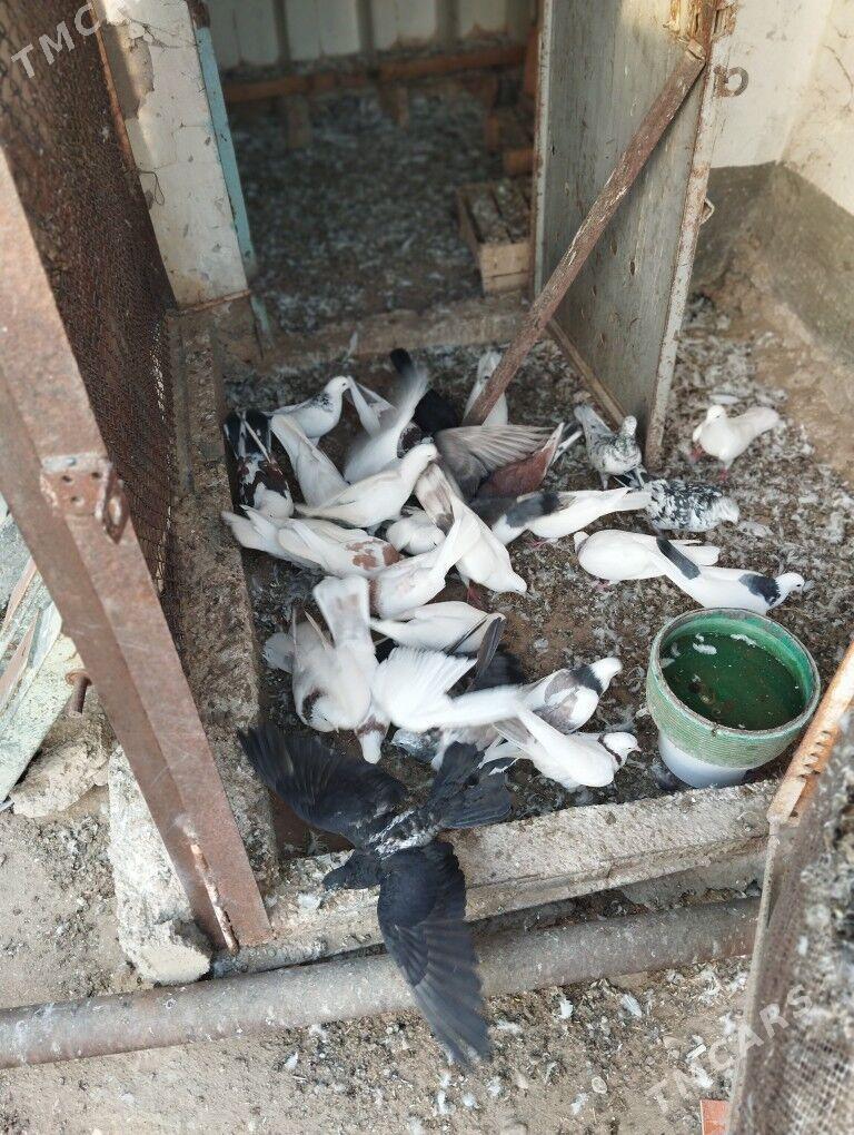 kepderi - Balkanabat - img 4