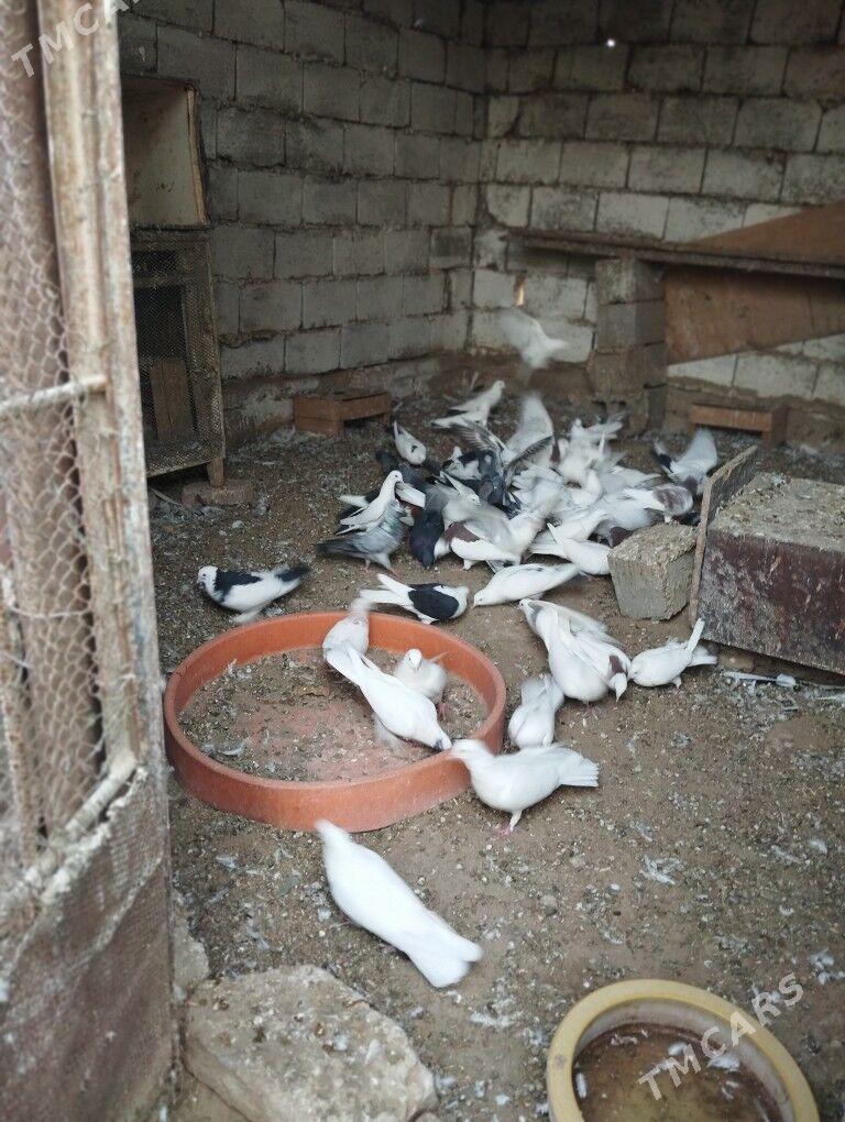 kepderi - Balkanabat - img 10