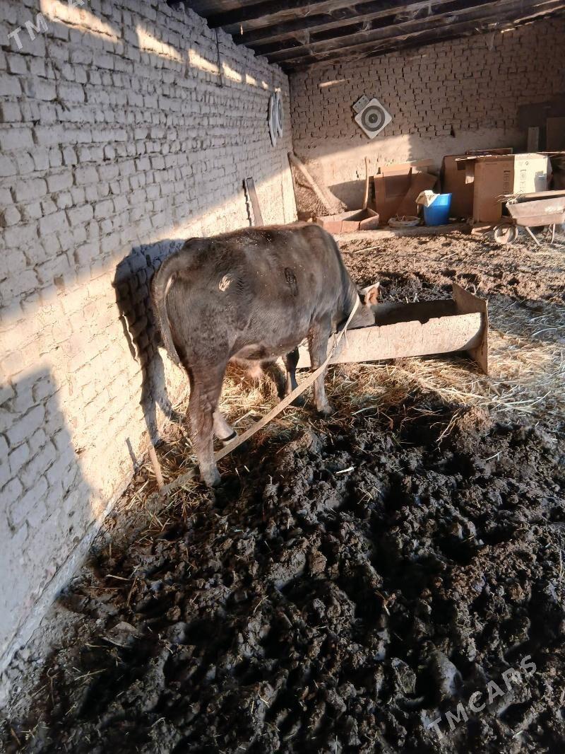 okuz - Sakarçäge - img 2