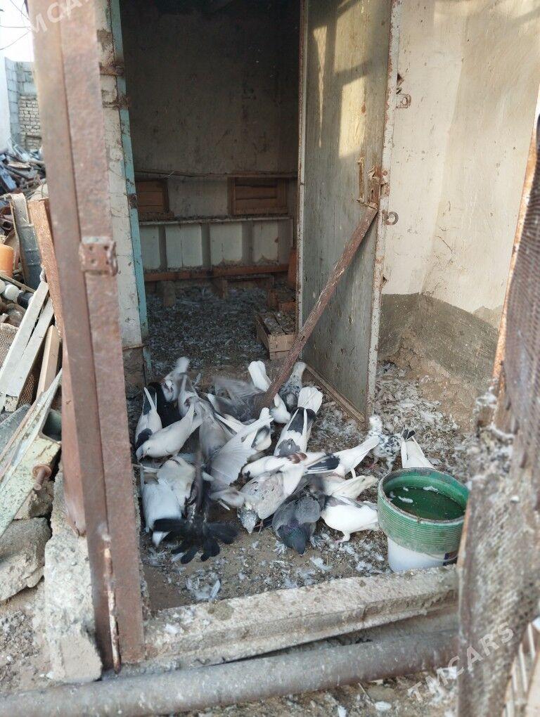 kepderi - Balkanabat - img 8