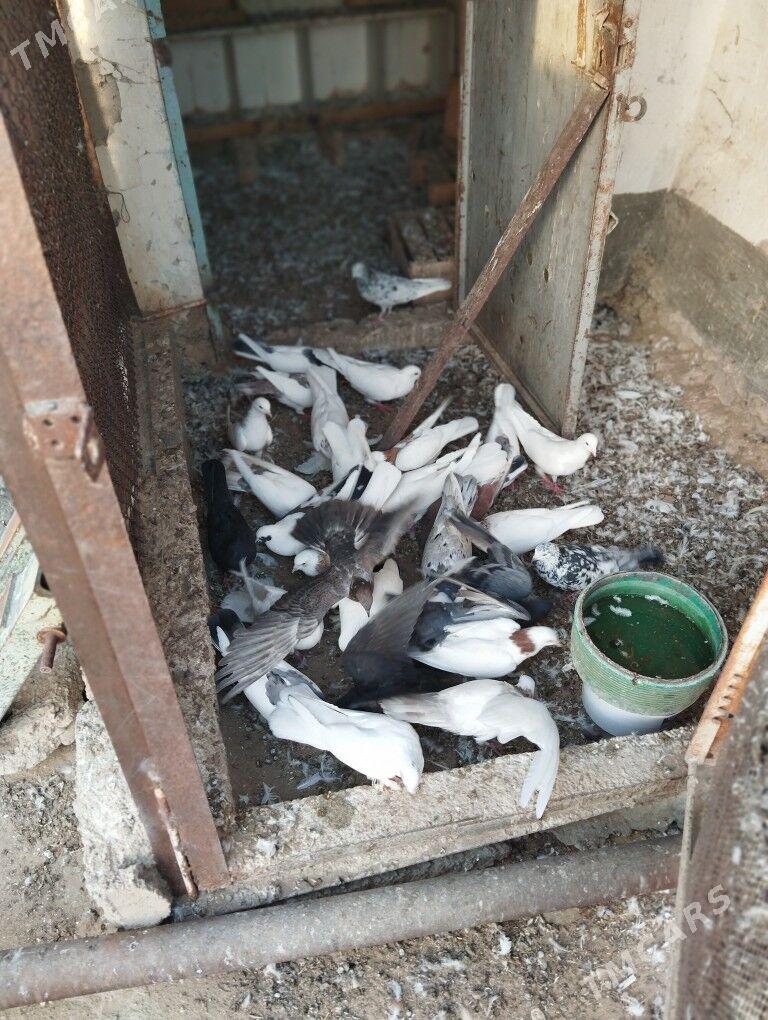 kepderi - Balkanabat - img 6