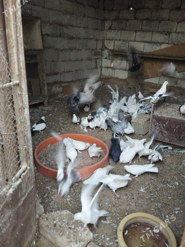 kepderi - Balkanabat - img 9