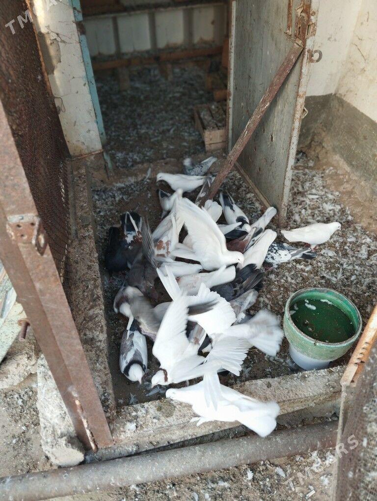 kepderi - Balkanabat - img 5