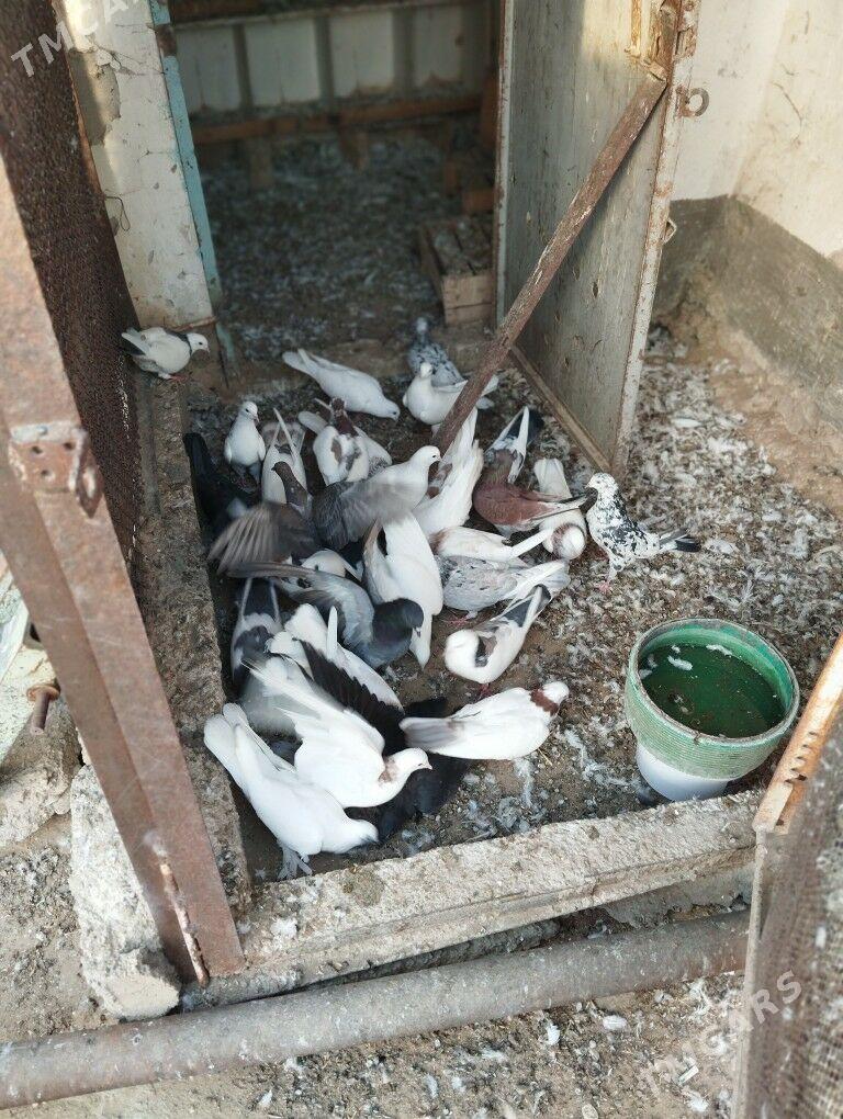 kepderi - Balkanabat - img 7