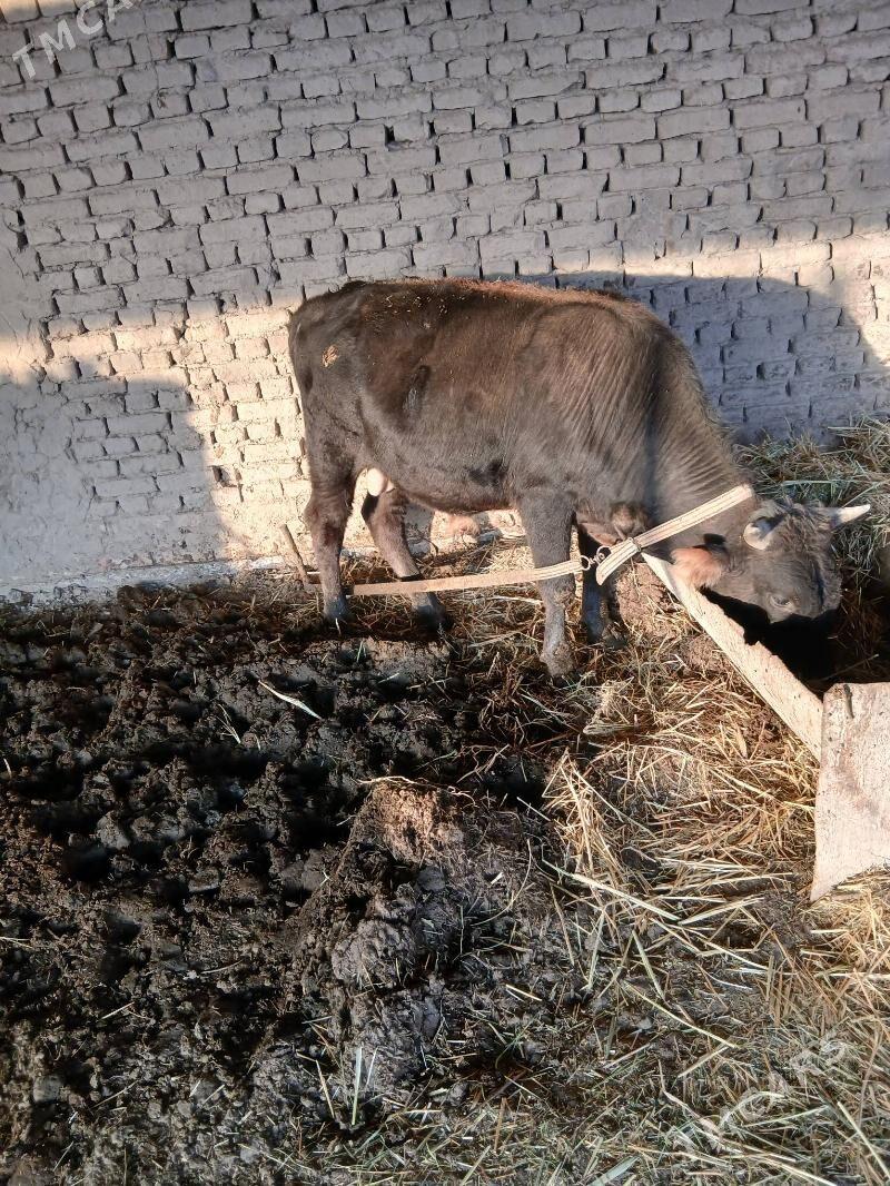 okuz - Sakarçäge - img 3