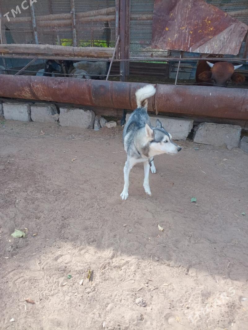 гужик хайски - Сакарчага - img 2