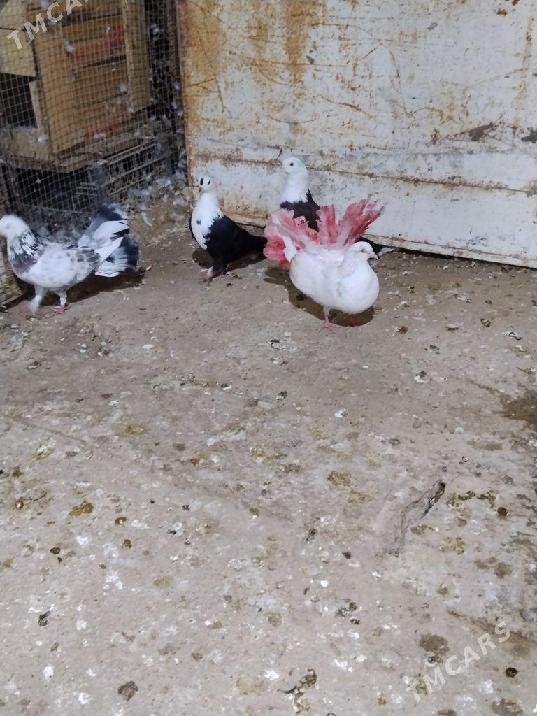 kepderi - Wekilbazar - img 2