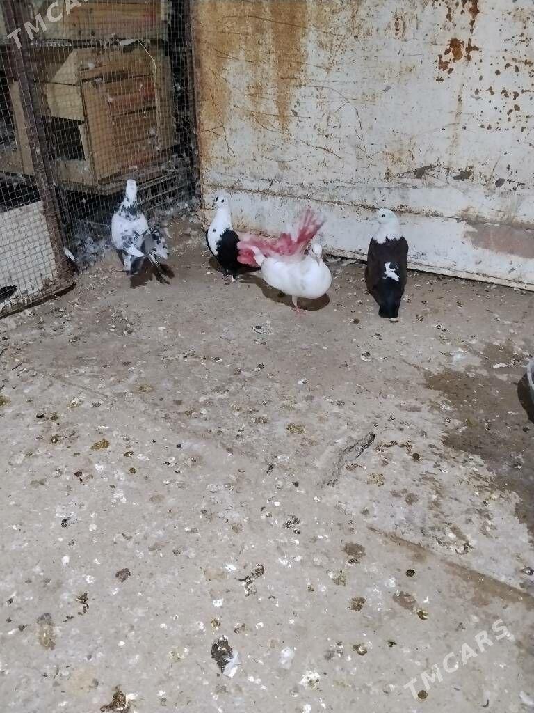 kepderi - Wekilbazar - img 3