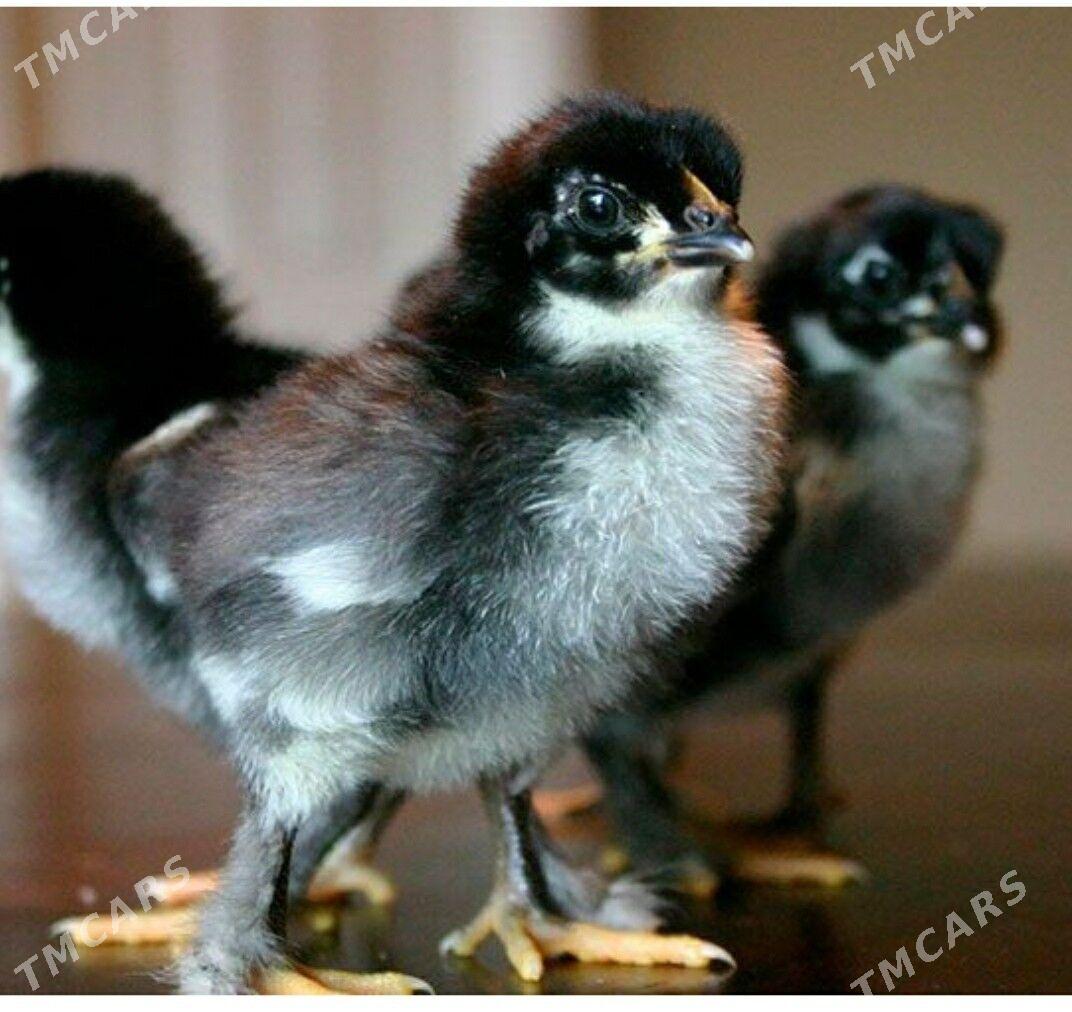 джерсийский гигант - Howdan "W" - img 2