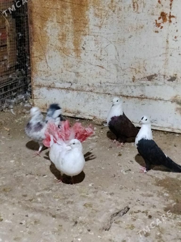 kepderi - Wekilbazar - img 5