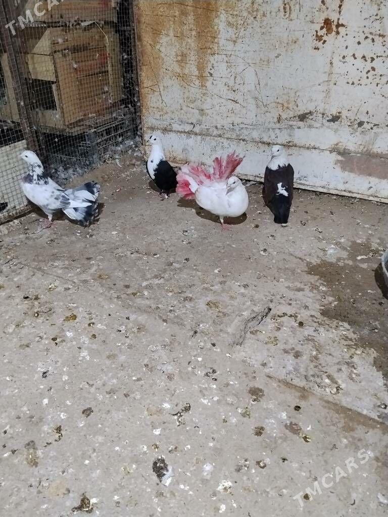 kepderi - Wekilbazar - img 4