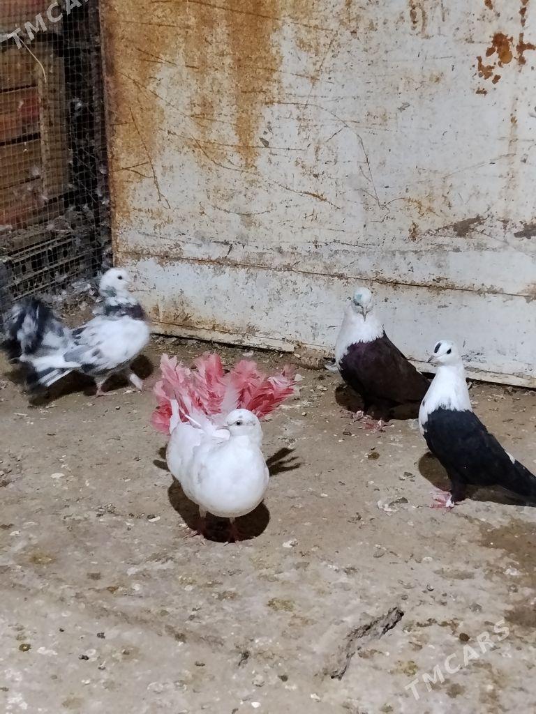 kepderi - Wekilbazar - img 6