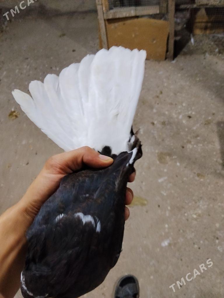 kepderi - Wekilbazar - img 7