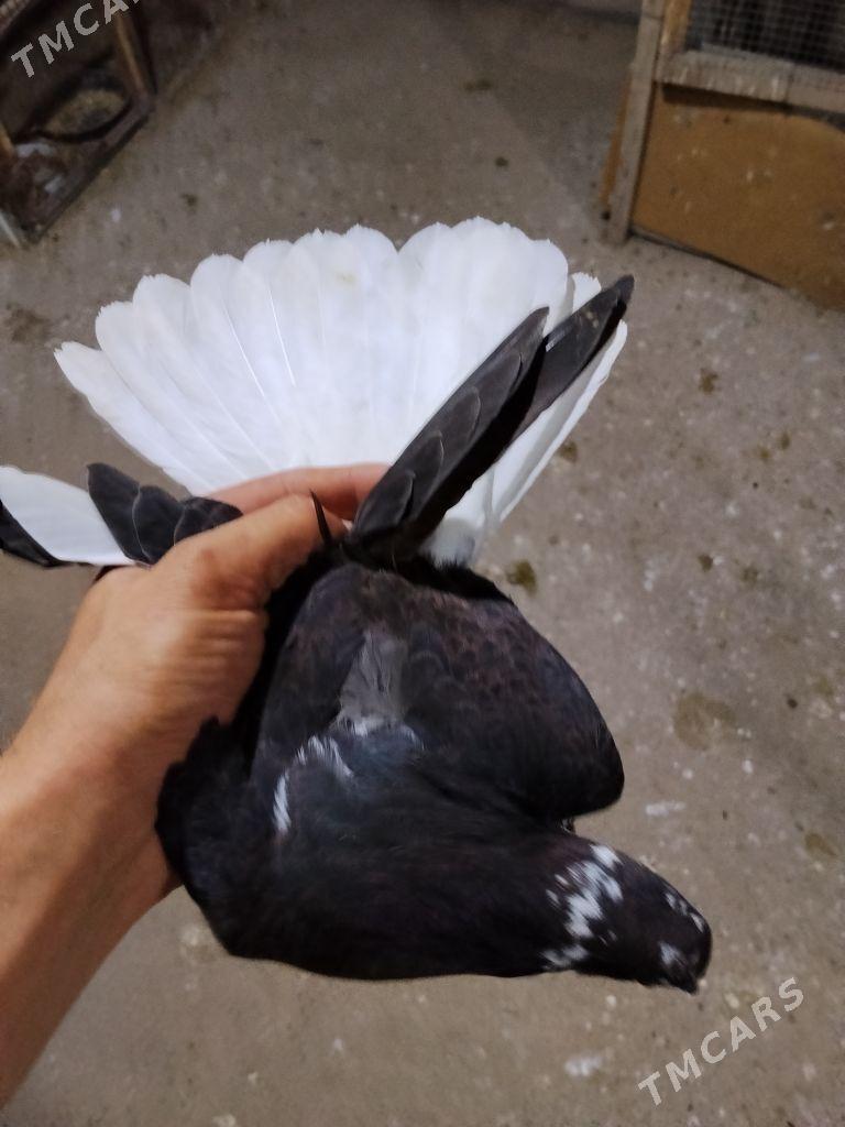 kepderi - Wekilbazar - img 3