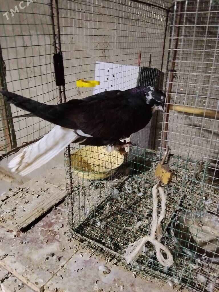 kepderi - Wekilbazar - img 4