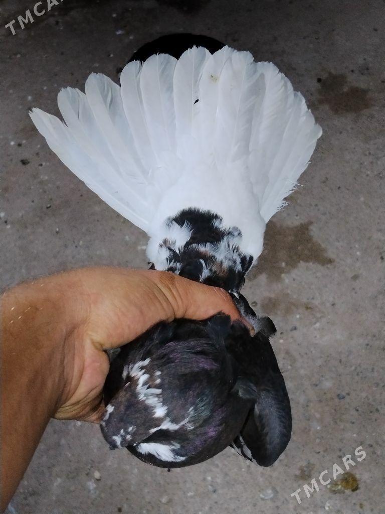 kepderi - Wekilbazar - img 2