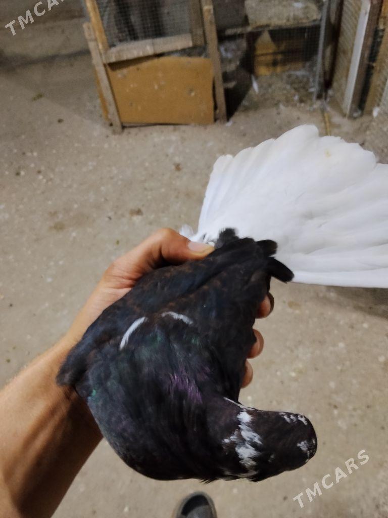 kepderi - Wekilbazar - img 8