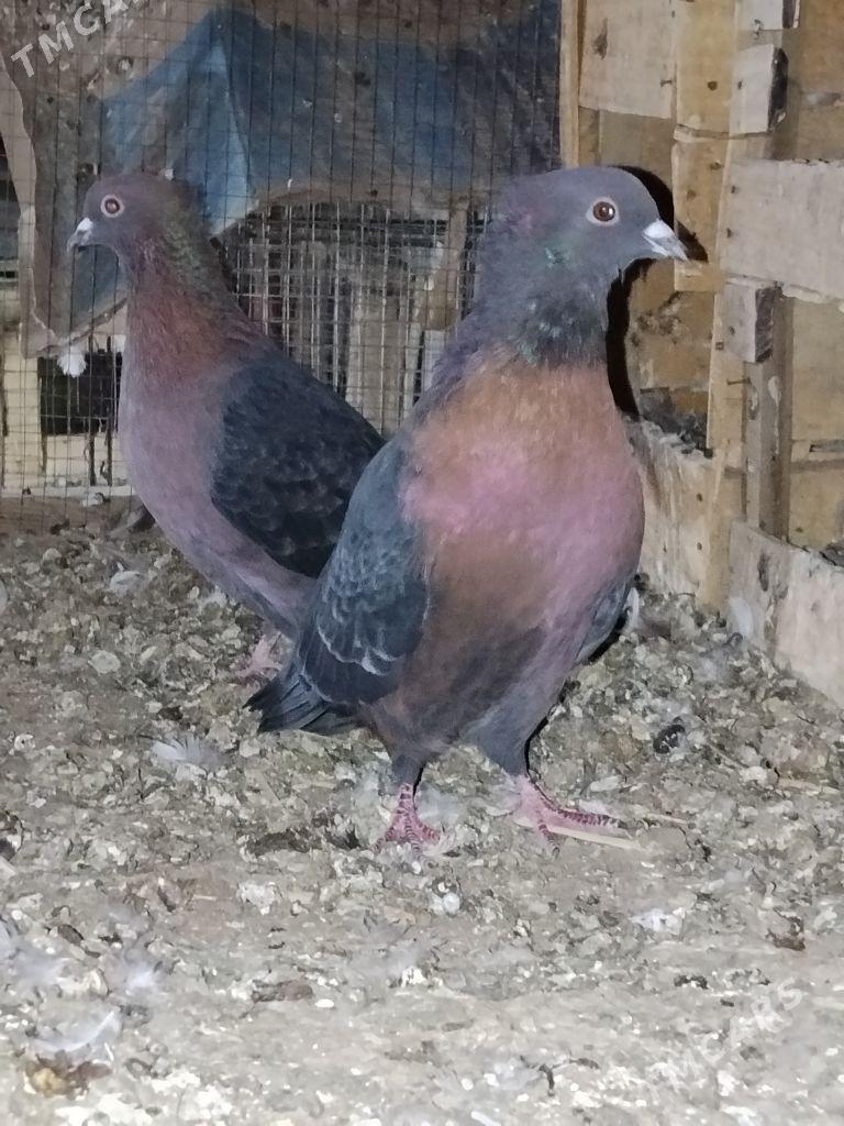 kepderi - Векильбазар - img 1