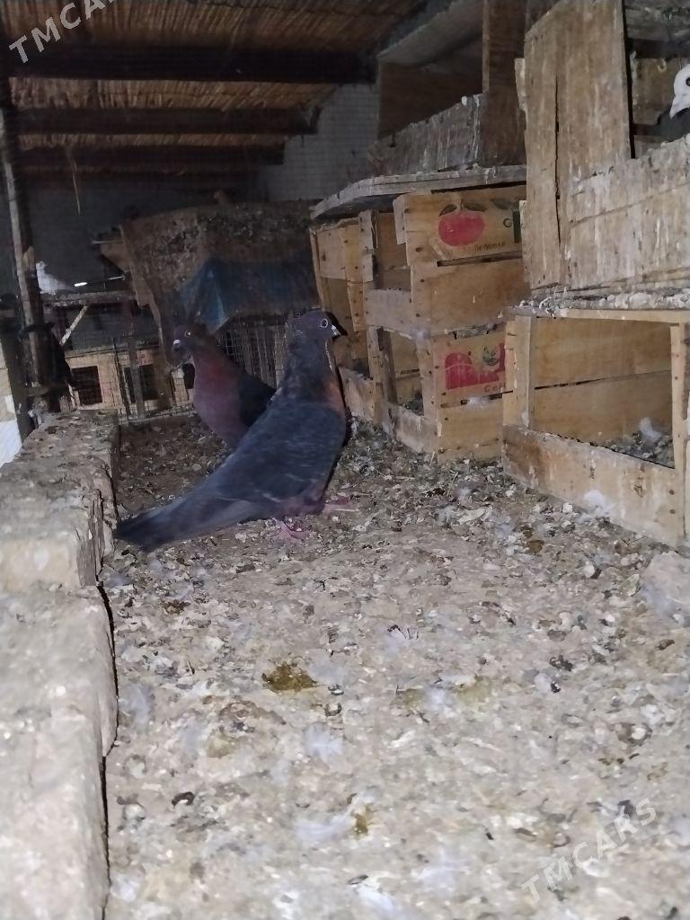 kepderi - Векильбазар - img 4