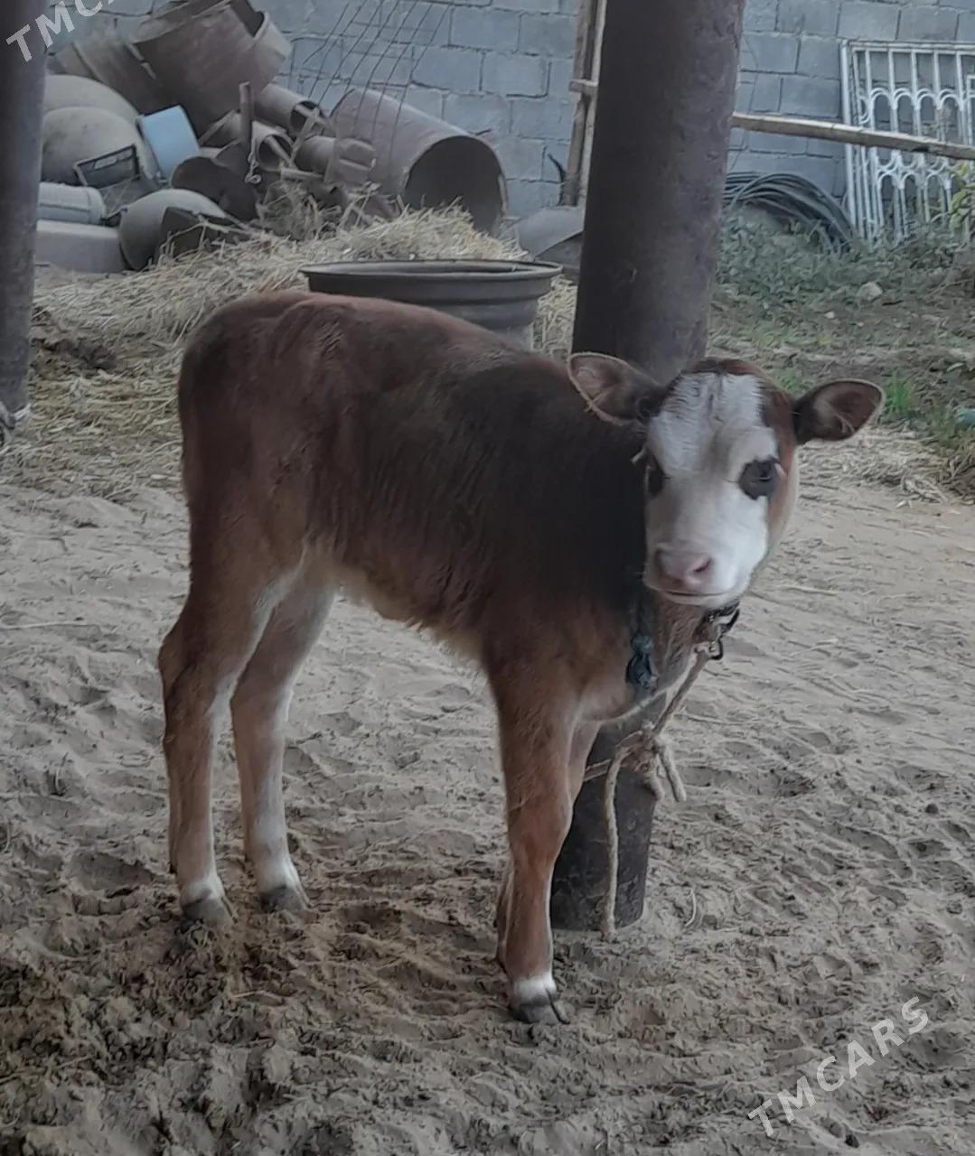 Sygyr göleli - Gökdepe - img 4