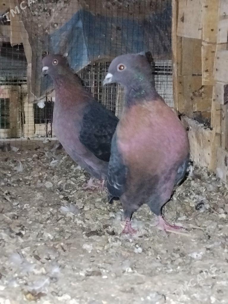 kepderi - Векильбазар - img 2