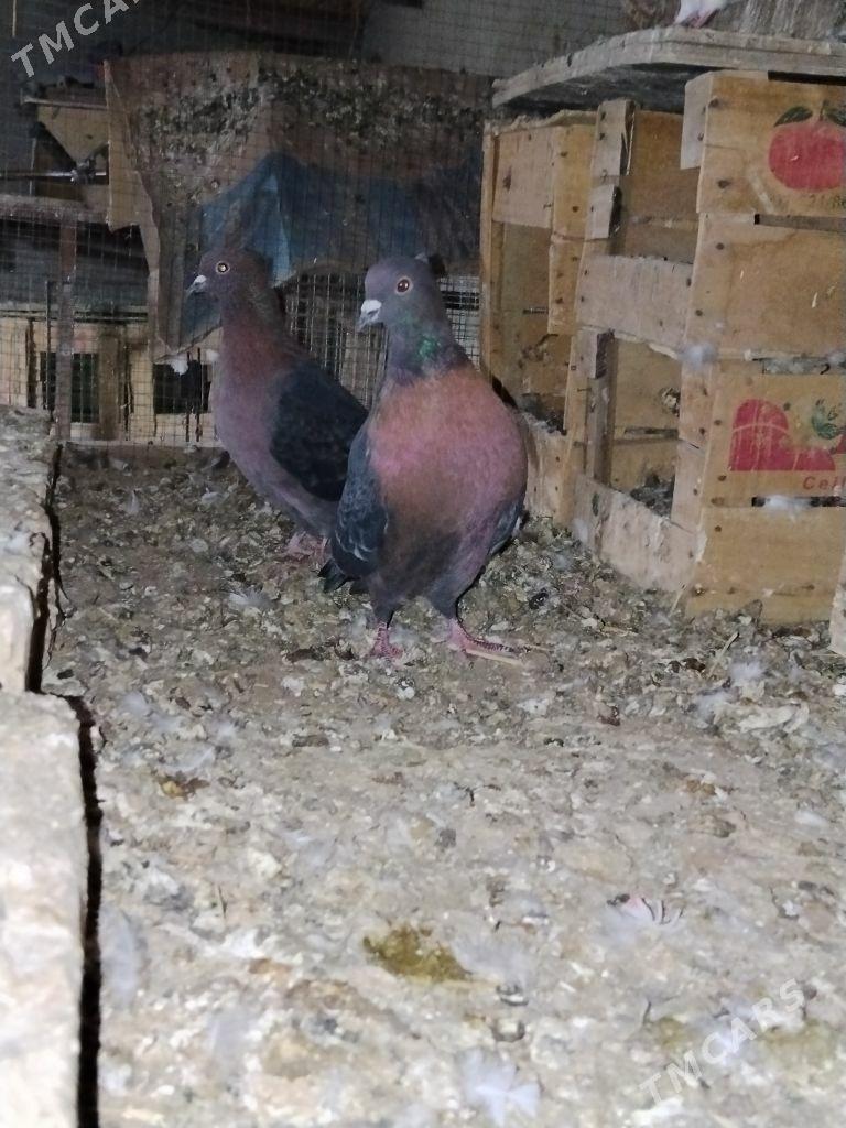 kepderi - Векильбазар - img 3