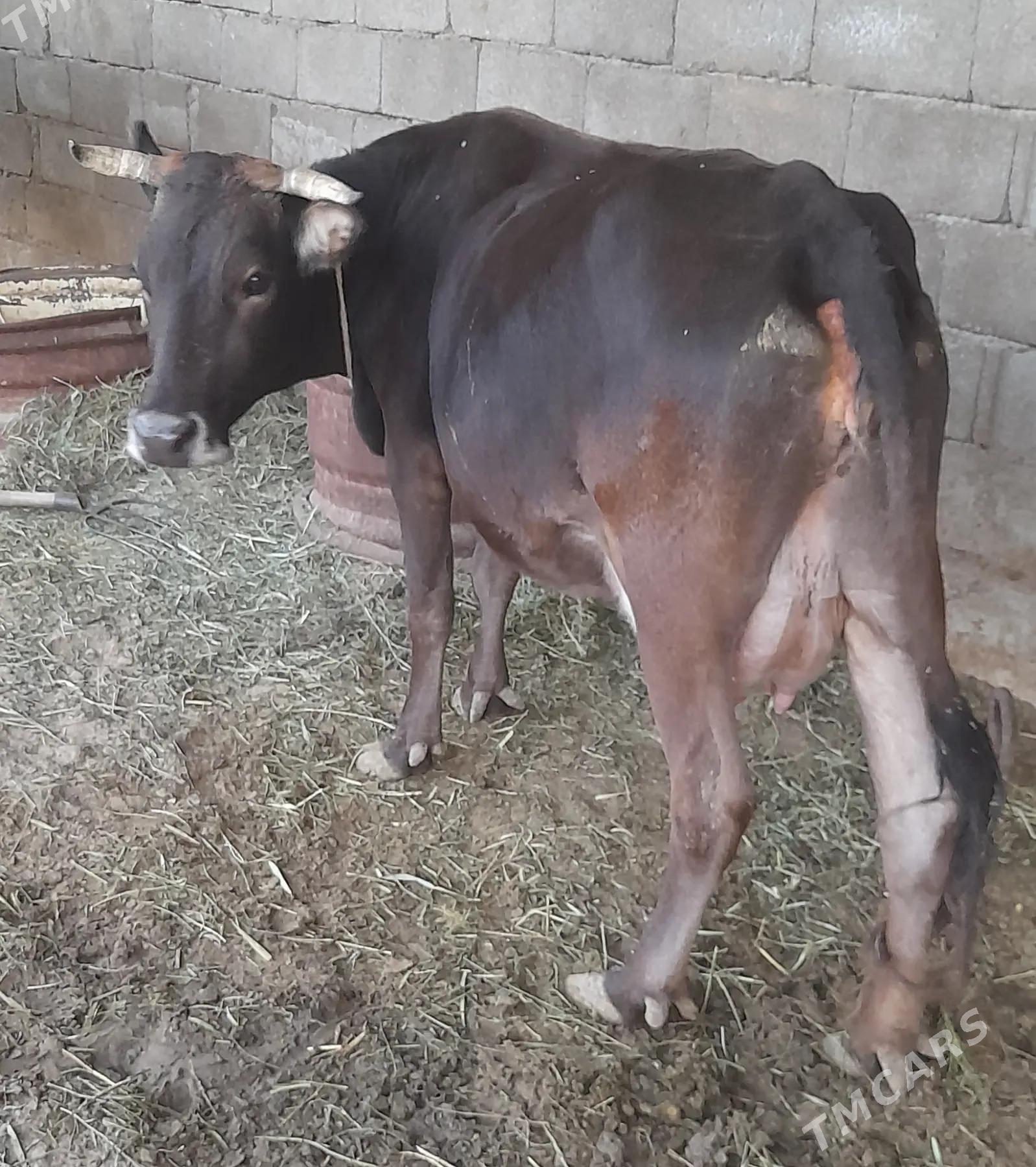 Sygyr göleli - Gökdepe - img 3