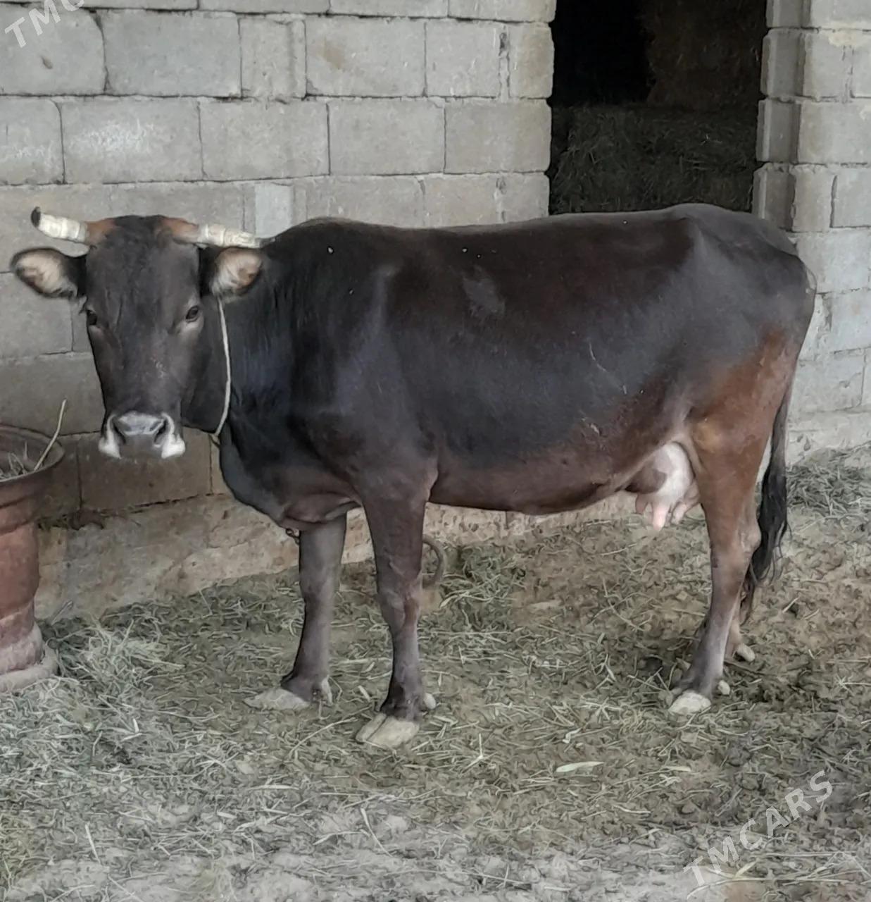 Sygyr göleli - Gökdepe - img 1