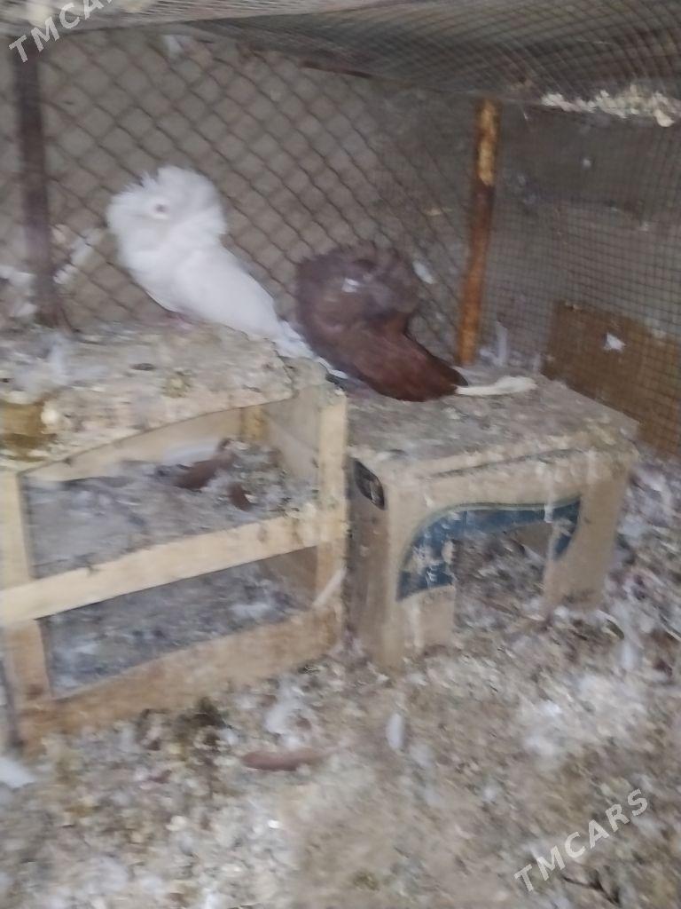 kepderi - Векильбазар - img 2