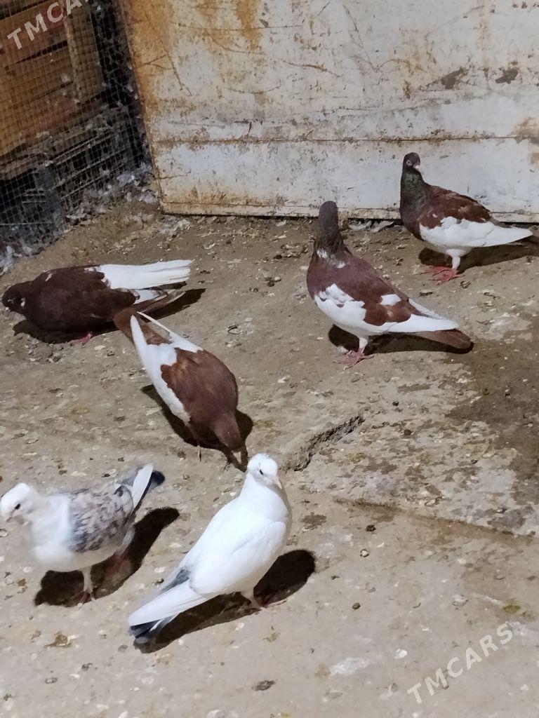 kepderi - Векильбазар - img 1