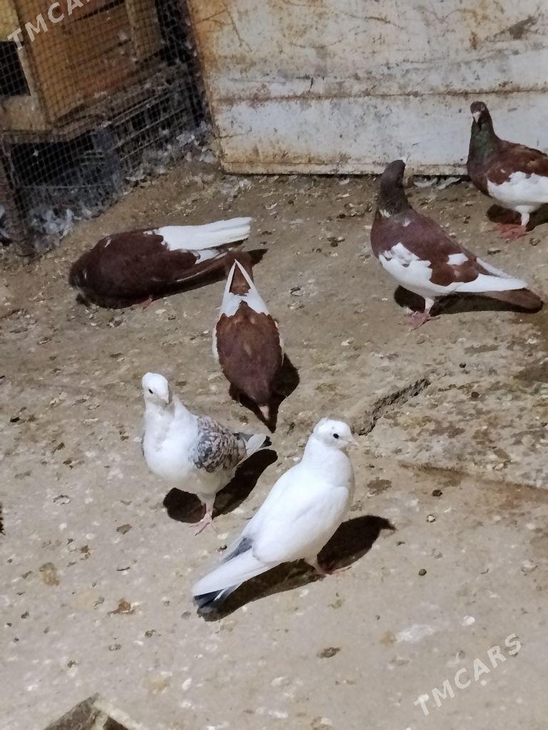 kepderi - Векильбазар - img 3