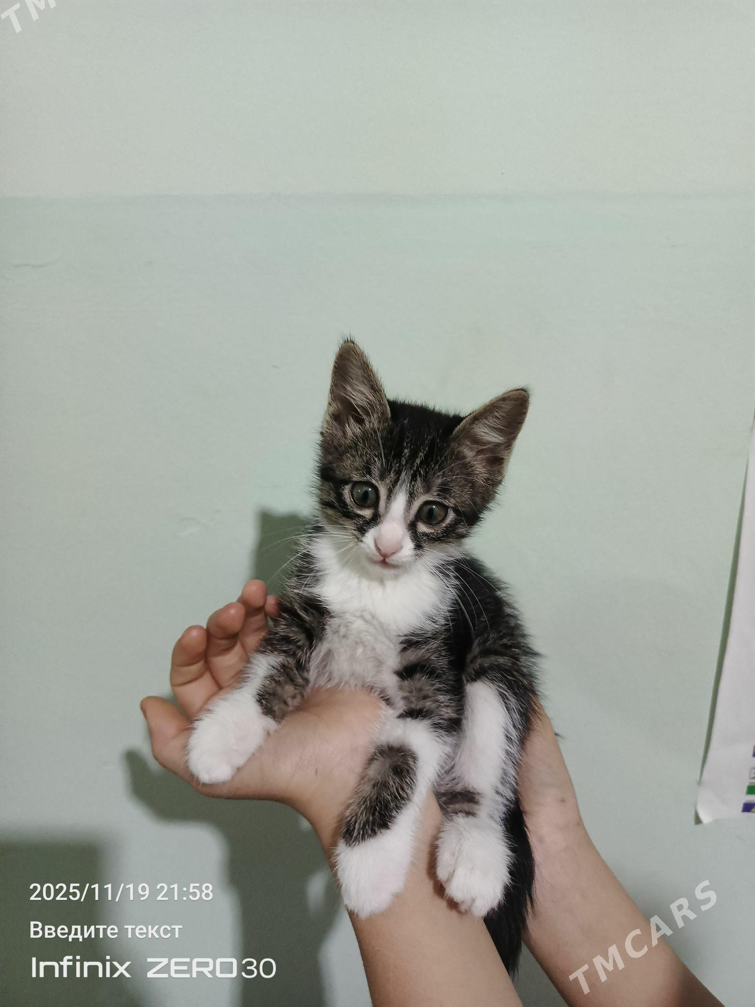 Poni atly pishijek. mugt. - Мары - img 8