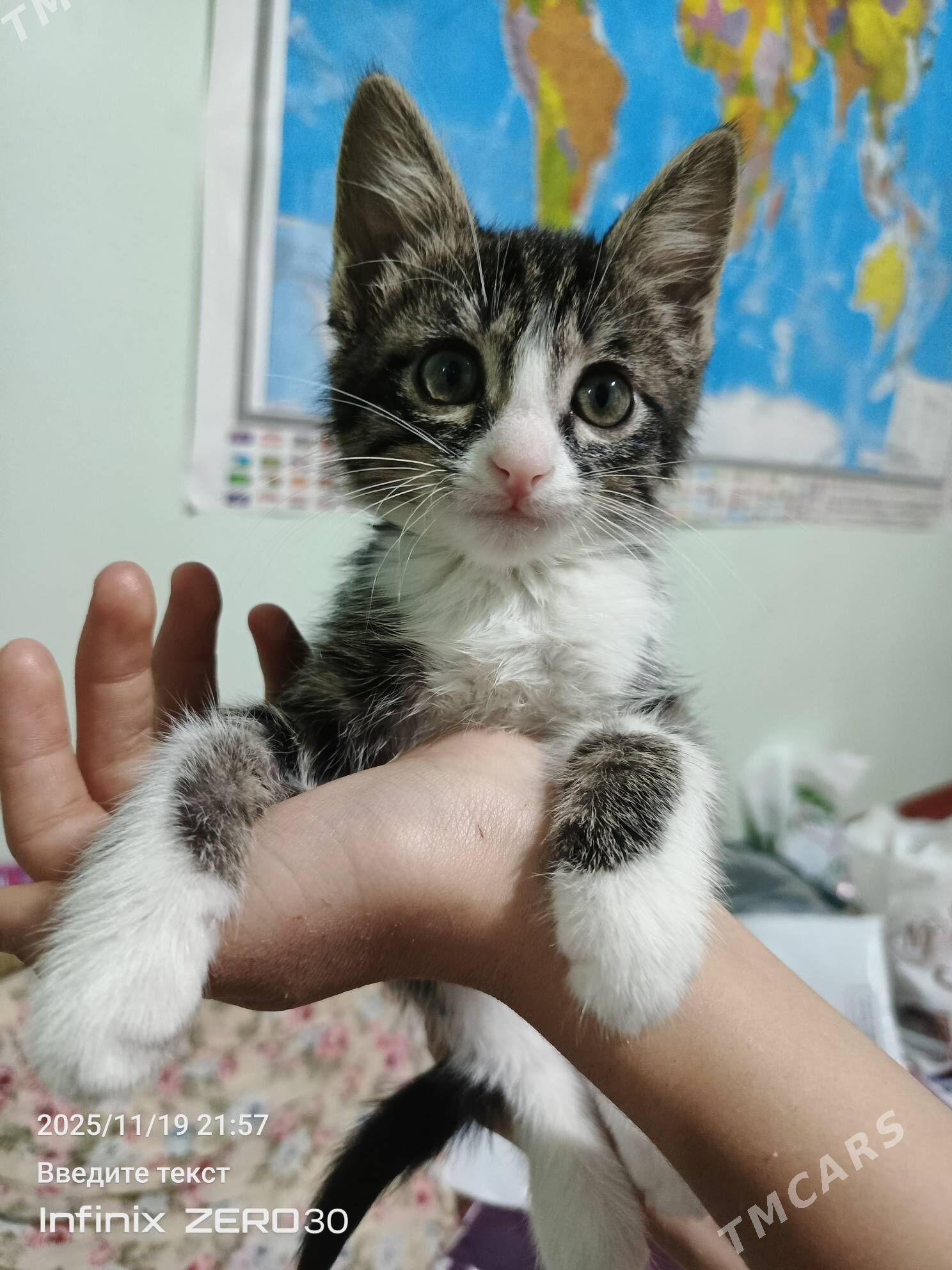 Poni atly pishijek. mugt. - Мары - img 5