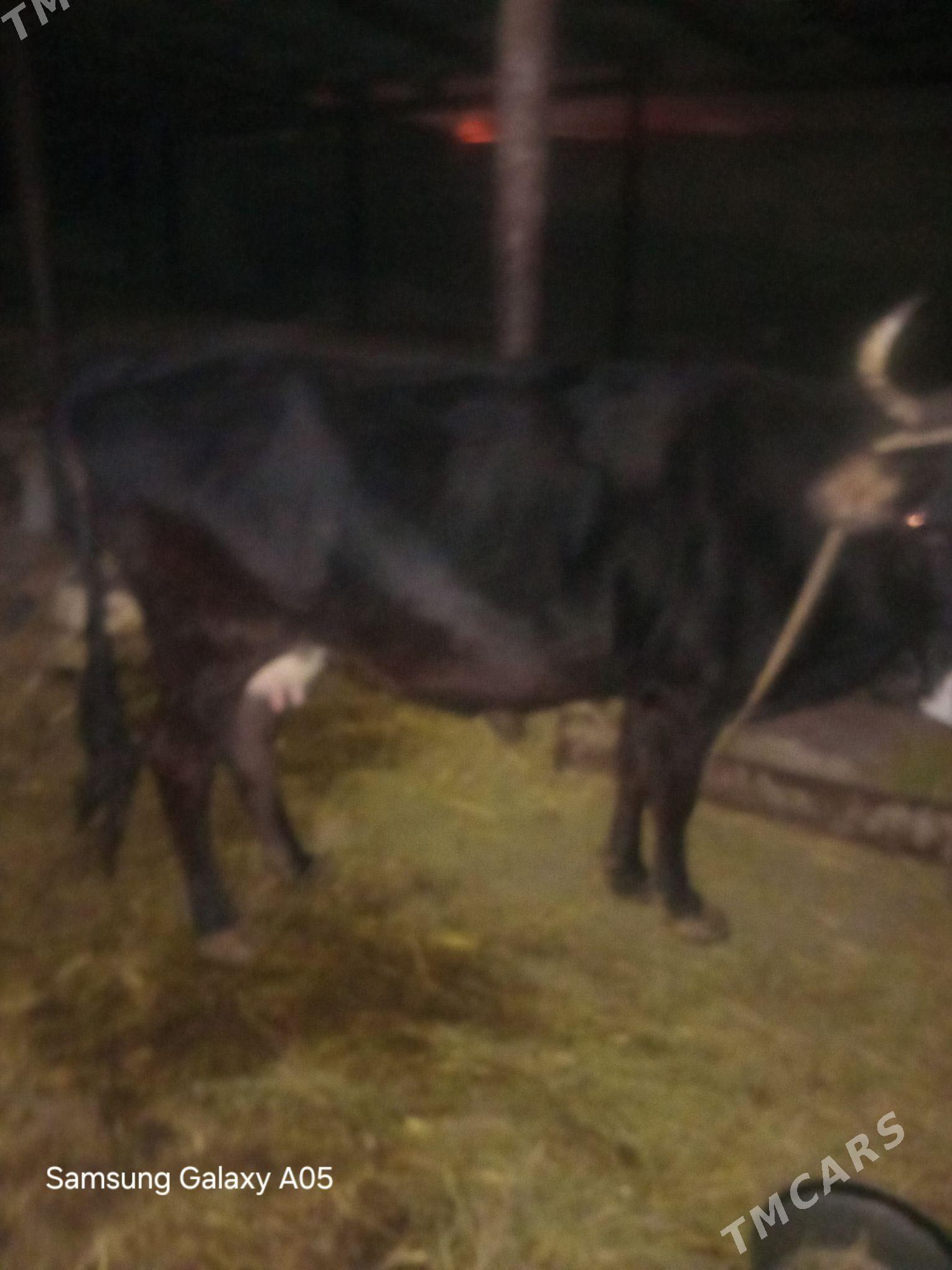 tohum mal - Бузмеин - img 5