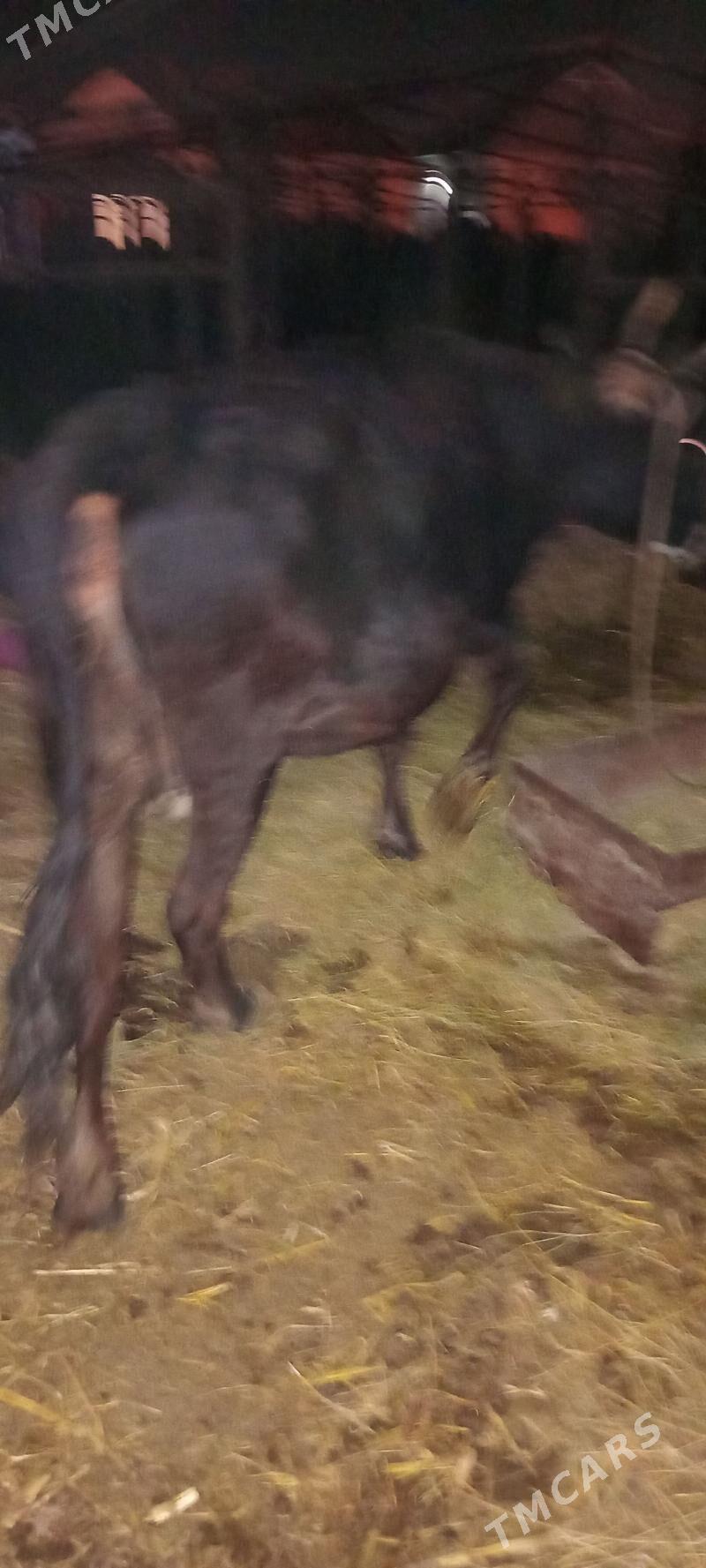 tohum mal - Бузмеин - img 3