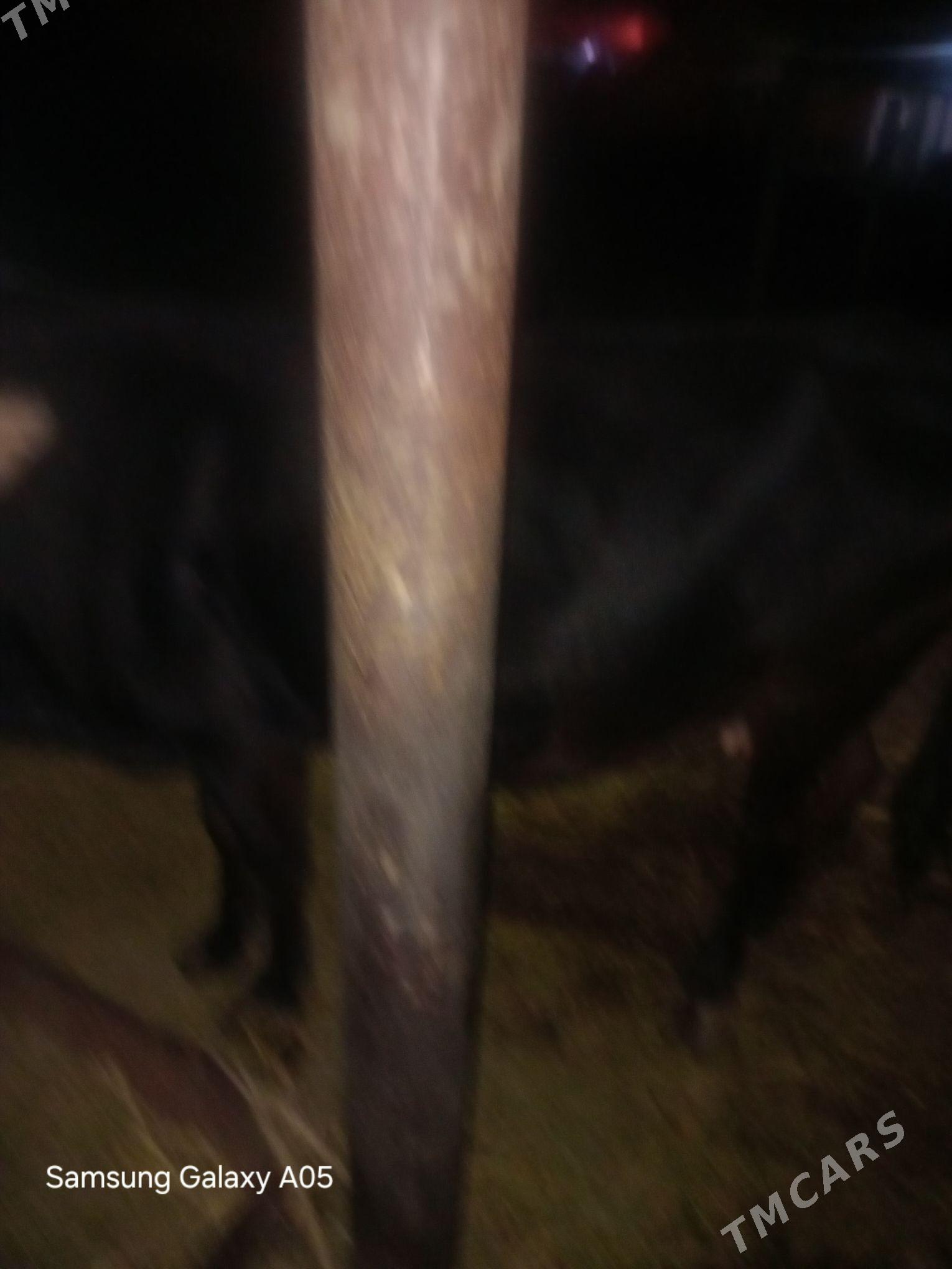 tohum mal - Бузмеин - img 6