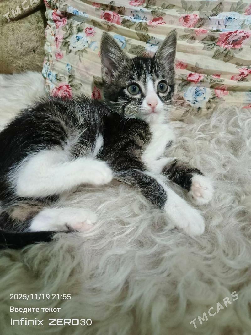 Poni atly pishijek. mugt. - Мары - img 3