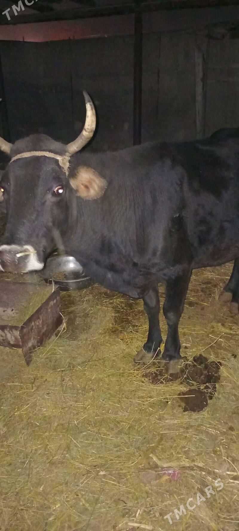 tohum mal - Бузмеин - img 2