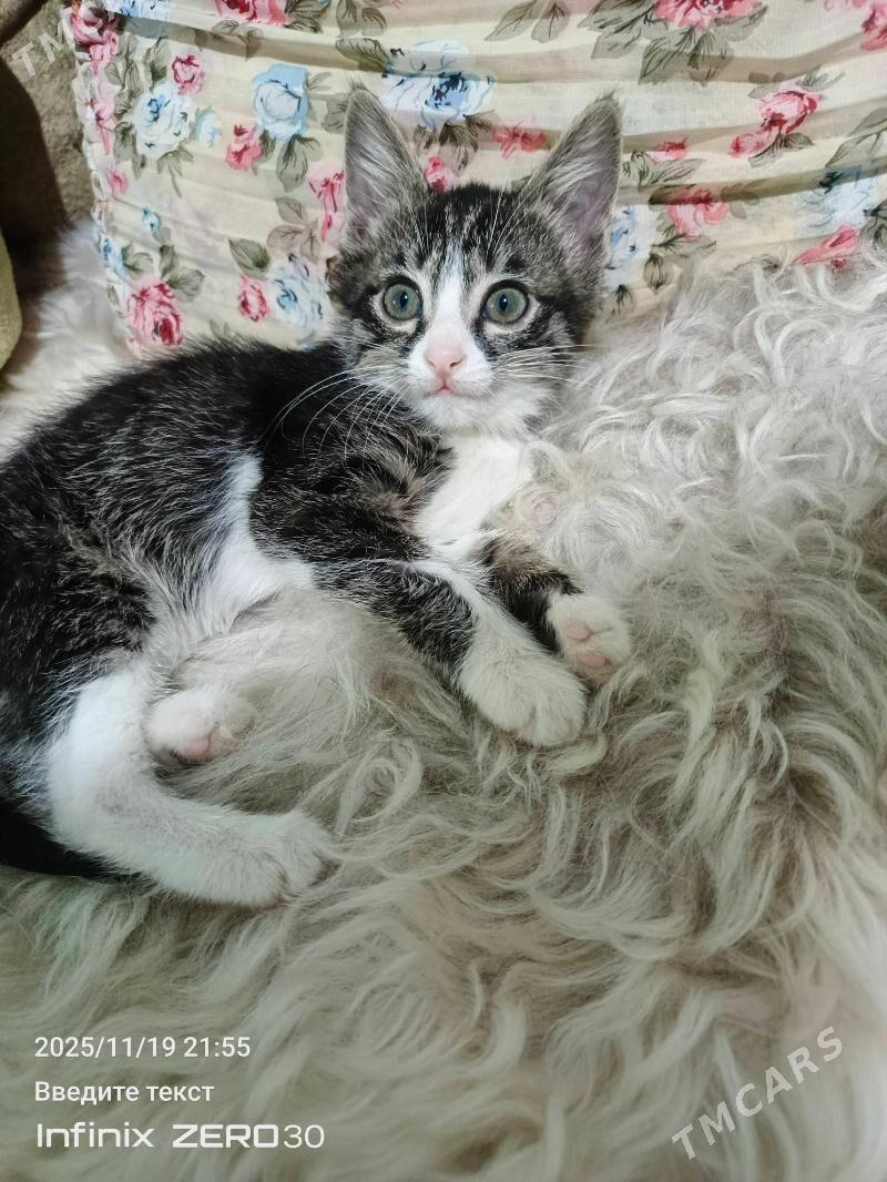 Poni atly pishijek. mugt. - Мары - img 2