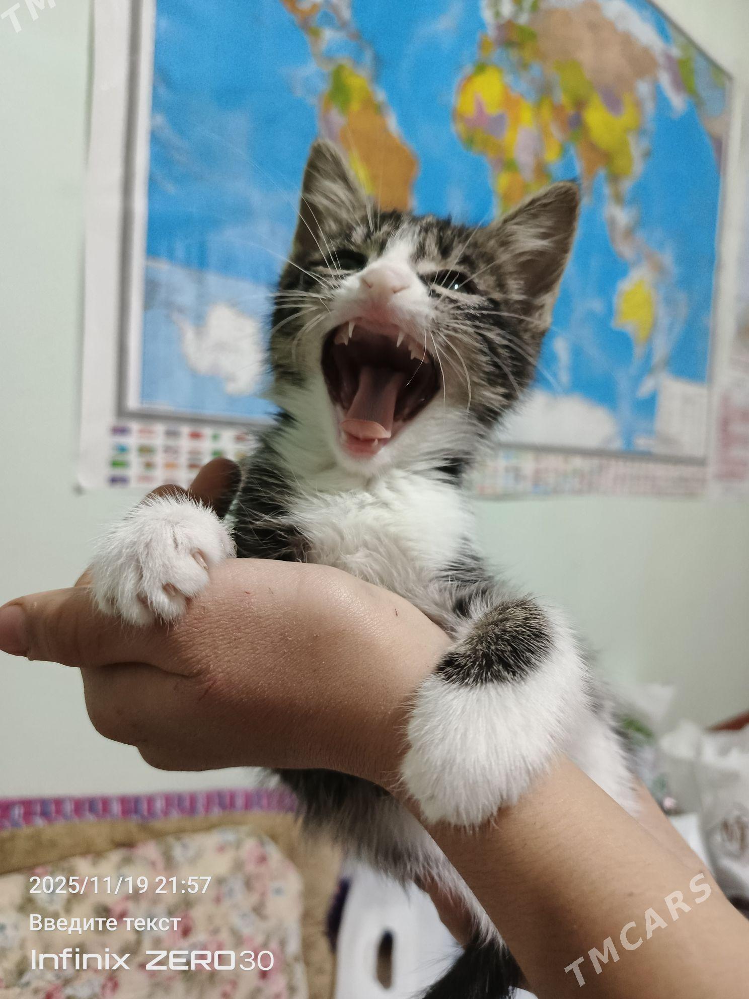 Poni atly pishijek. mugt. - Мары - img 6