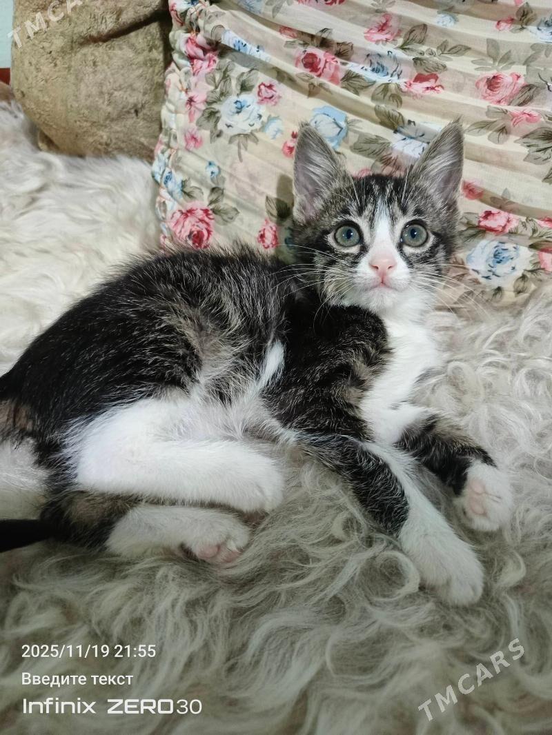 Poni atly pishijek. mugt. - Мары - img 4