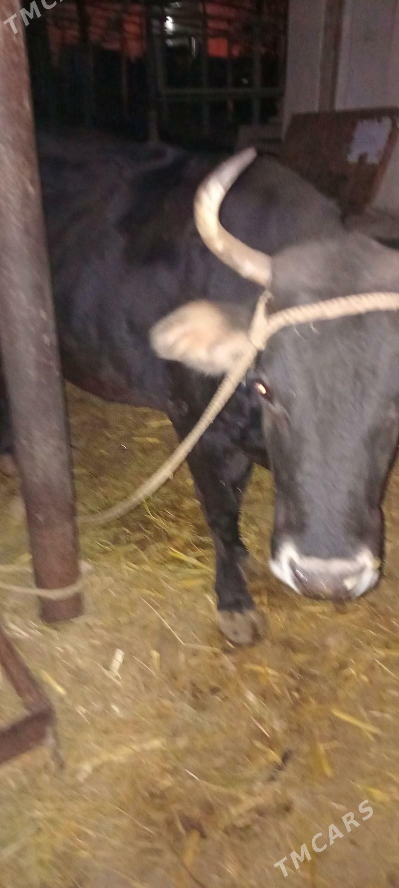 tohum mal - Бузмеин - img 4