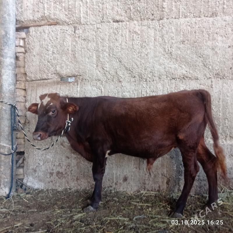 öküz - Gurtly - img 2